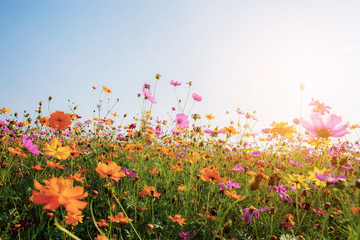 Cosmos at sunset.