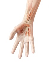 Human Hand Muscles, Illustration