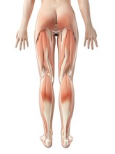 Muscular System Of The Legs, Illustration