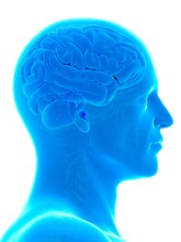 Human Brain Free Stock Photo - Public Domain Pictures