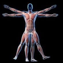 Vitruvian Man Muscles, Illustration
