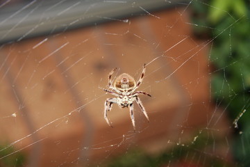 Spider on web
