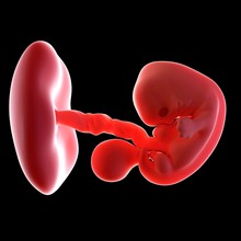 Human Embryo Age 7 Weeks