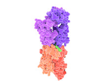T-cell Receptor-MHC-antigen Complex