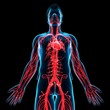 © Science RF - Male heart, illustration
