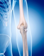 Human Elbow Bones