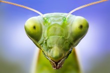 Praying Mantis Head