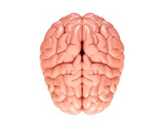 Human Brain Free Stock Photo - Public Domain Pictures