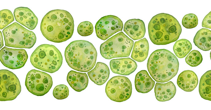 unicellular green algae chlorella spirulina with large cells single-cells with lipid droplets. water
