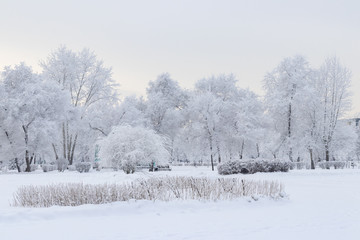 Wall Mural - Beautiful winter landscape - trees and bushes covered with snow in an empty winter park