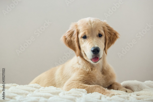 golden-retriever-szczeniak