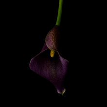 Calla Lily, Purple, Dark Background