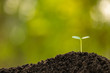 Green sprout growing in soil with outdoor sunlight and green blur background. Growing and environment concept