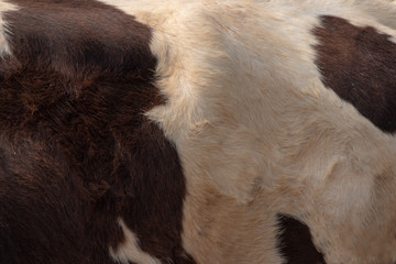 Wall Mural - Real Dark brown and white cow skin close up on a background photo.