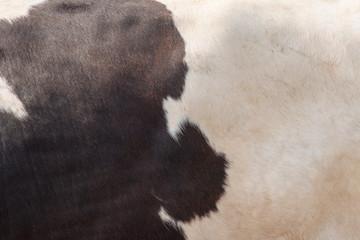 Wall Mural - Real Dark brown and white cow skin close up on a background photo.