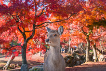 奈良公園の鹿と紅葉　　