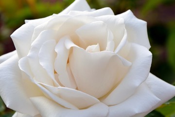 Wall Mural - Delicate white rose in the garden macro