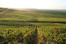 Panorama Sur Le Vignoble Champenois De La Montagne De Reims, à Verzenay, En Champagne Ardenne (France)