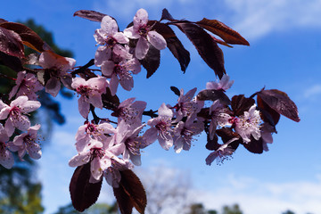 Wall Mural - Cherry branches with pink flowers against a blue sky in early spring.