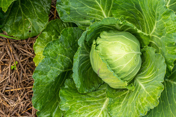 Wall Mural - cabbage growing in the garden