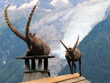 Two Male Ibex On The Top Of A Chalet With The Bossons Glacier Behind