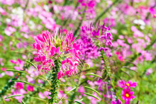 Beautiful Pink Cleome Hassleriana Or Spider Flower In The Garden