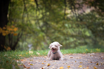 Canvas Print - Little funny dog in a blue collar in the forest on a clearing