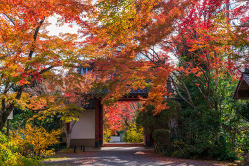 Wall Mural - 京都　常称寺の紅葉