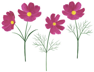set cosmea flowers watercolor botanical illustration
