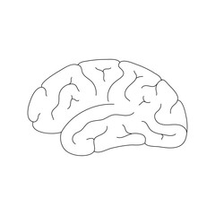 Sticker - Vector illustration of human brain anatomy 