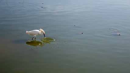 Wall Mural -  white egret fishing in the lake and its reflection reflected in the water