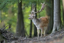 Buck Fallow Deer (Dama Dama) Stands In The Forest 