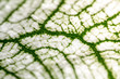  Close up Plant epidermis with stomata or Leaf Epidermis (Stomata) under microscope.