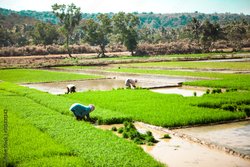 India Rie Fields Rice field. India farmers grow fig. Rhys plantations Stock Photo ...