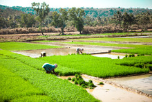 Rice Field. India Farmers Grow Fig. Rhys Plantations