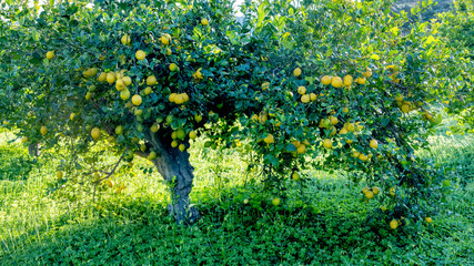 Wall Mural - lemon tree 3