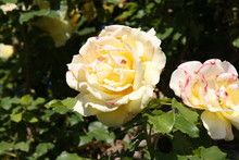 Two Tone Roses In Garden