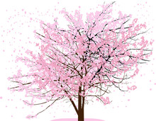 Spring Tree With Pink Blooms And Flying Petals On White