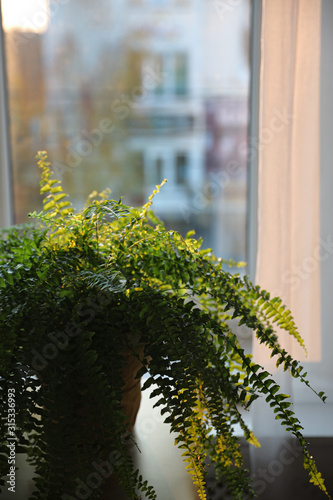 Fotomural Potted fern plant on table at home