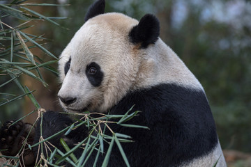 Wall Mural - Panda Bear Eating Bamboo Leaves, Bifengxia Panda Reserve in Ya'an Sichuan Province, China. Panda 