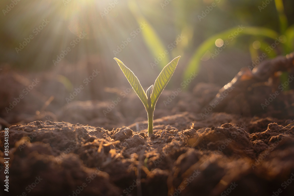 Growing plant,Young plant in the morning light on ground background, New life concept.Small plants on the ground in spring.fresh,seed,Photo fresh and Agriculture concept idea. - obrazy, fototapety, plakaty 