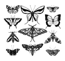 Vector Collection Of High Detailed Insects Sketches. Hand Drawn Butteries Illustrations In Vintage Style. Entomological Drawings Set. 