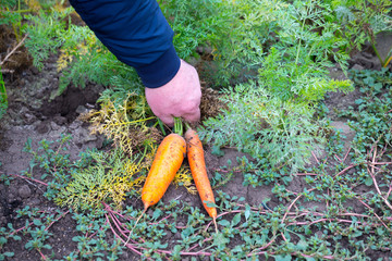 The farmer is in the field and boasts his carrots harvest. In the hands holding ripe carrots roots. Illustrative photo to the topic of organic farming and healthy eating.