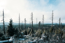 Barren Forest In Winter
