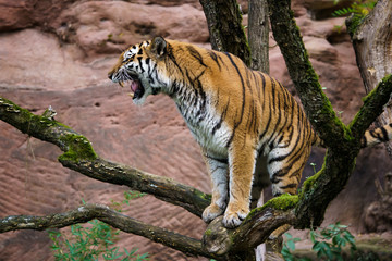 Wall Mural - Closeup of a siberian tiger roaring in a tree