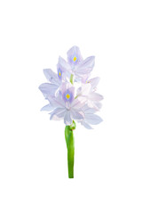 Wall Mural - Common water hyacinth flowers.