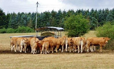 herd of cows grazing in a field