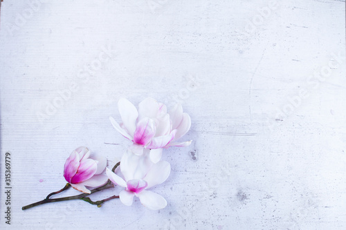 Magnolia flowers flat lay scene