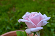 Pink Rose On Green Background