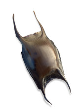 A Big Full Shark Egg Mermaids Purse Isolated With Shadow. Dogfish, Shark, Rays And Skates All Have Mermaids Purse With Reproduction And Offspring.